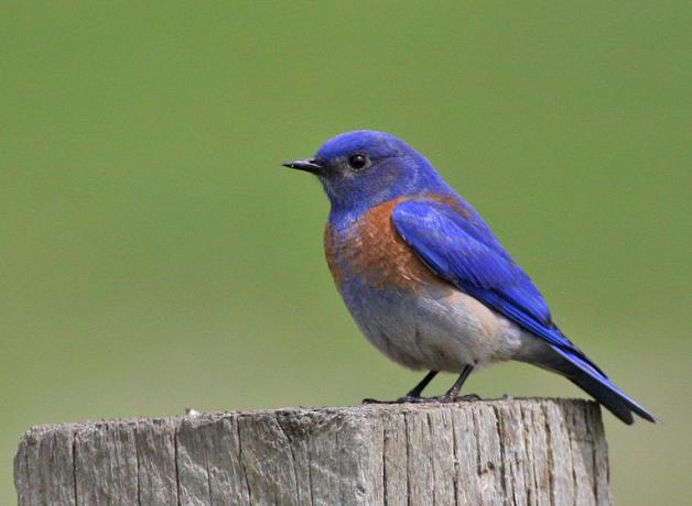 Western Bluebird