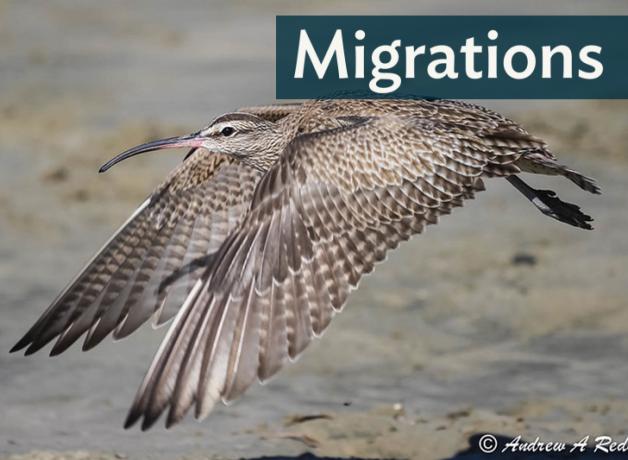 A Whimbrel in flight