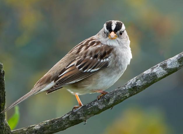 White-crowned Sparrow looking at the viewer