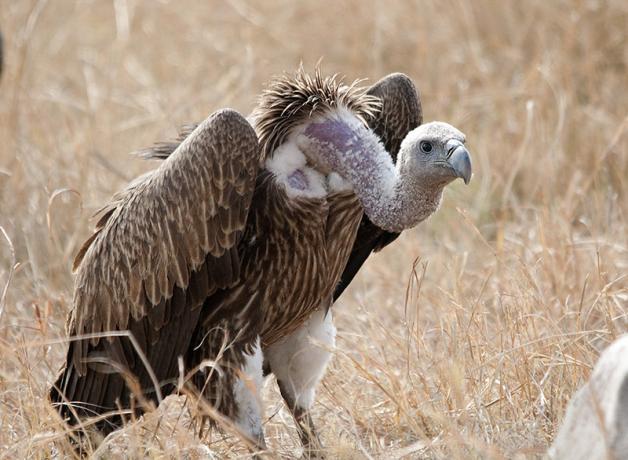 White-backed Vulture crouched in a grassy field, showing its brown wings and long white neck.