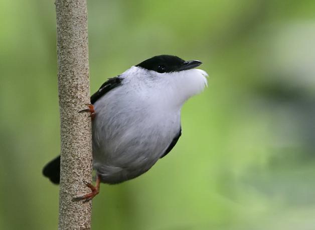 Male White Bearded Manikin holding onto a vertical branch, the bird's white throat feathers puffed out during courtship display