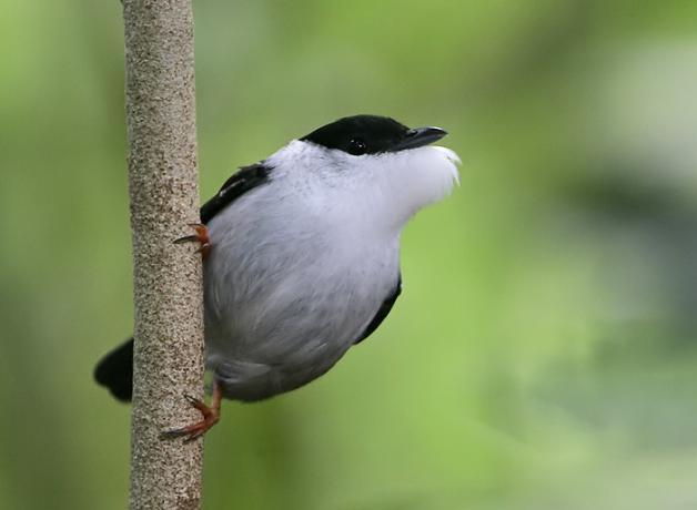 Un satlarín barbiblanco macho agarrado a una rama vertical, con las plumas blancas de la garganta infladas durante la exhibición de cortejo.