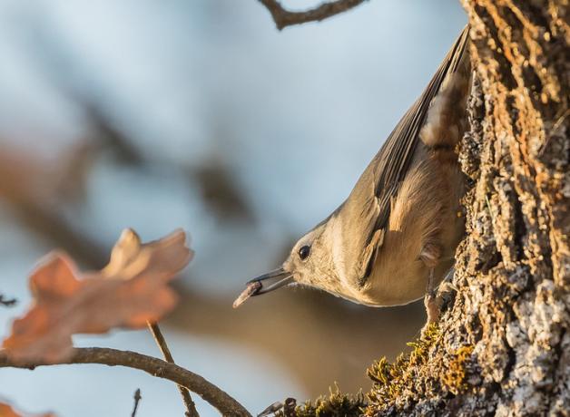 A bird clings to the bark of a tree while holding an insect in its beak.