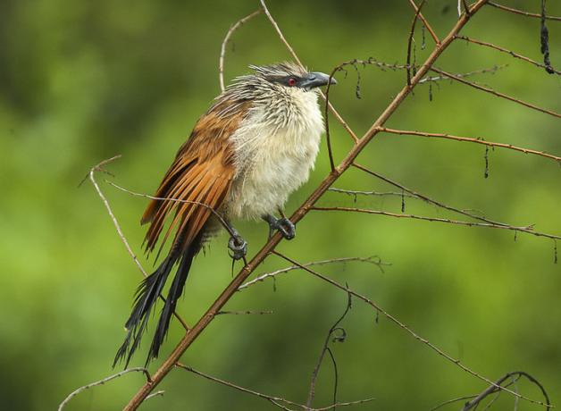 White-browed Coucal