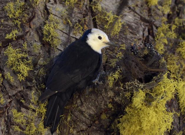 White-headed woodpecker