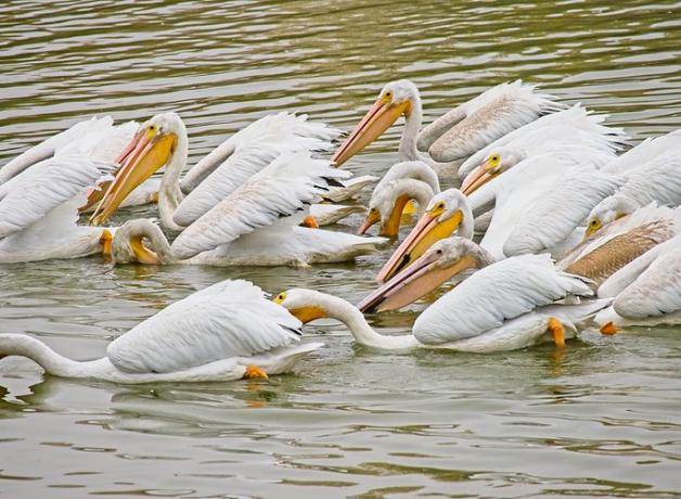 A group of White Pelicans feeding at a lake
