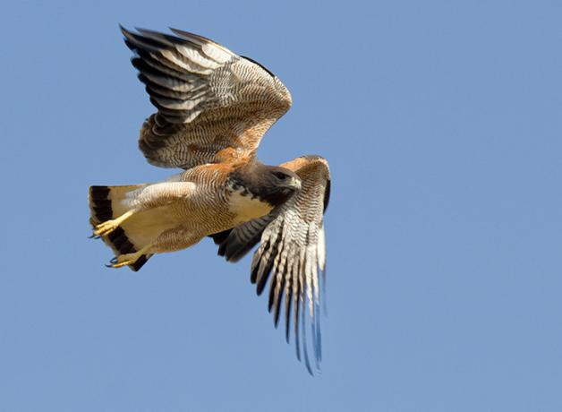 White-tailed Hawk in flight against a clear blue sky. 