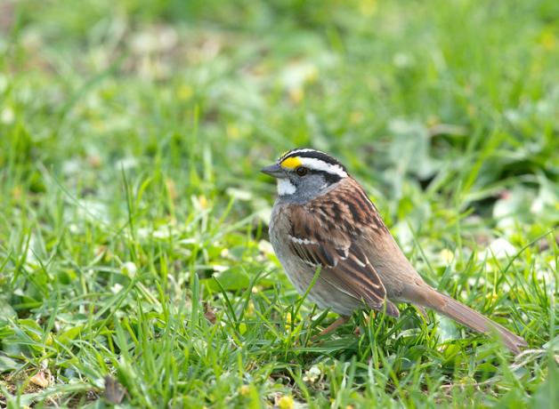 A small brown bird, with gray head with white beneath its beak and black and white stripes on top of head, standing in a grassy area