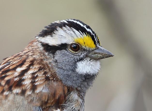 White-throated Sparrow in closeup, right profile, showing black stripes on head, yellow patch near dark eye, and white path beneath its beak.