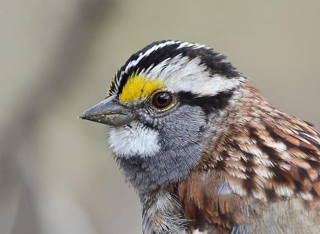 White-throated Sparrow