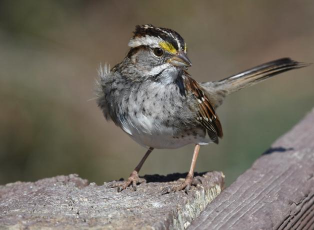 A White-throated Sparrow stands on brick work in sunlight, its white throat patch and white face stripe gleaming in sunlight