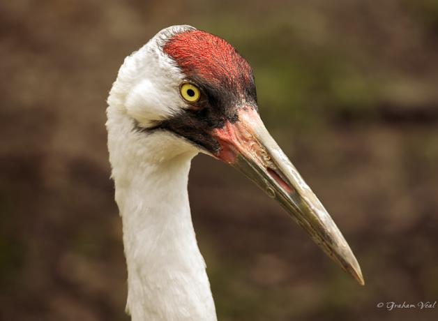 Whooping Crane in closeup view, bright red plumage on top of its head and very long beak