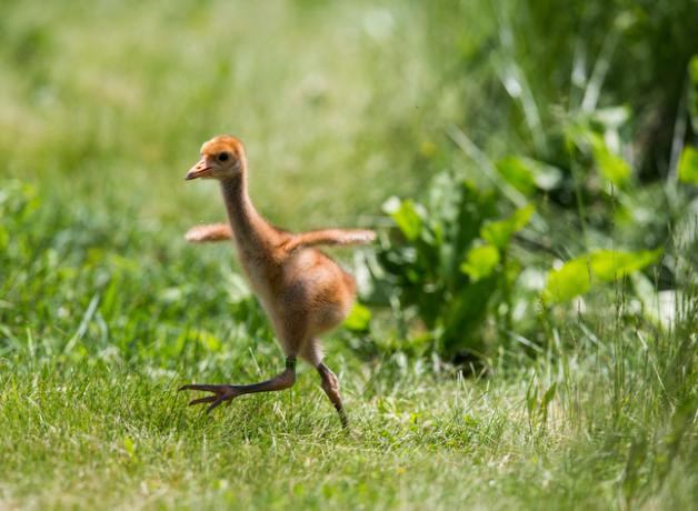 Whooping Crane chick running across sunlit grass