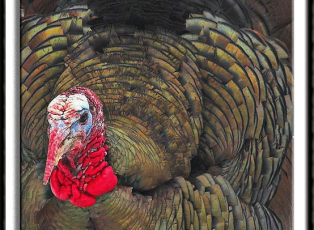 Wild Turkey