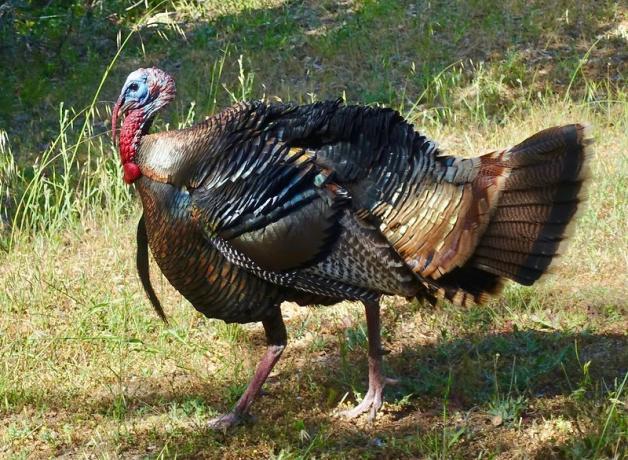 Wild Turkey