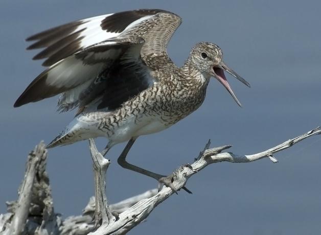 Willet perched on a branch and calling