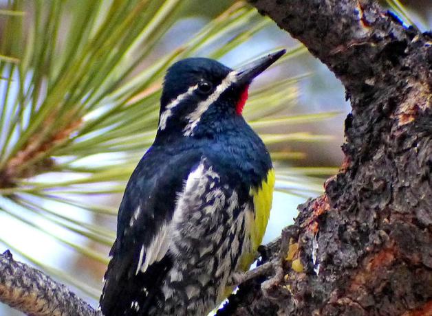 Williamson's Sapsucker in pine tree