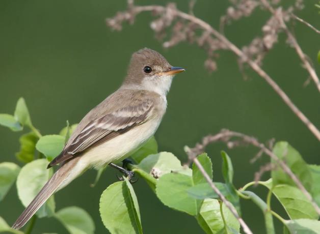 Willow Flycatcher sits on a leafy branch, and faces to the viewers' right