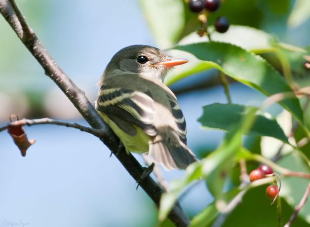 A juvenile Willow Flycatcher perched amidst greenery in partial sunlight