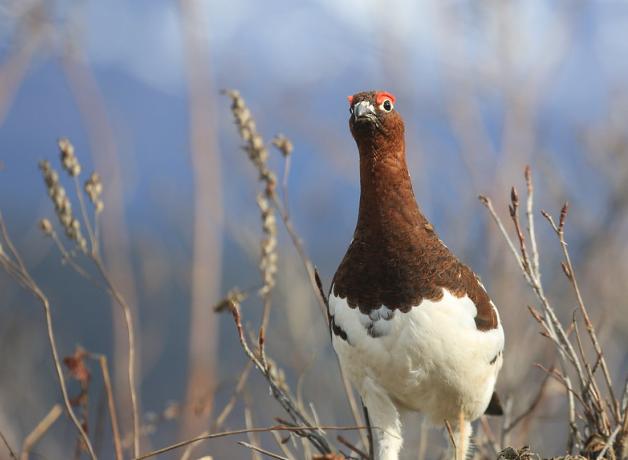 A male Willow Ptarmigan standing and looking forward, his brown head and neck feathers changing to white over his chest and legs. He has bright reddish patches (“combs”) above his eyes giving him a dramatic almost startled look. Silly Willow Ptarmigan!
