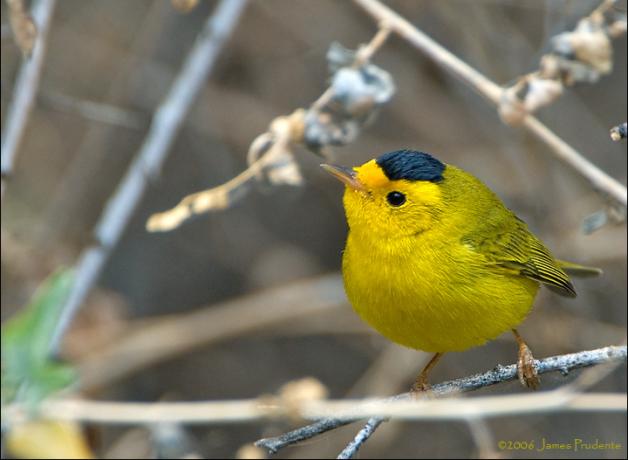 Wilson's Warbler showing its bright yellow chest and face with black "cap" coloration on its head