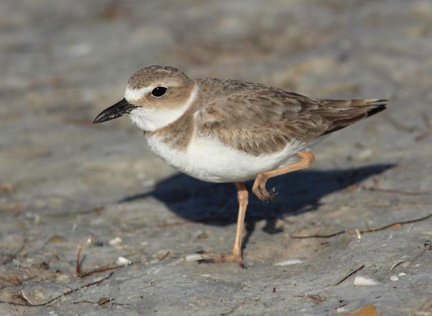 A female Wilson's Plover stands in sunlight, one leg tucked up beneath her. 