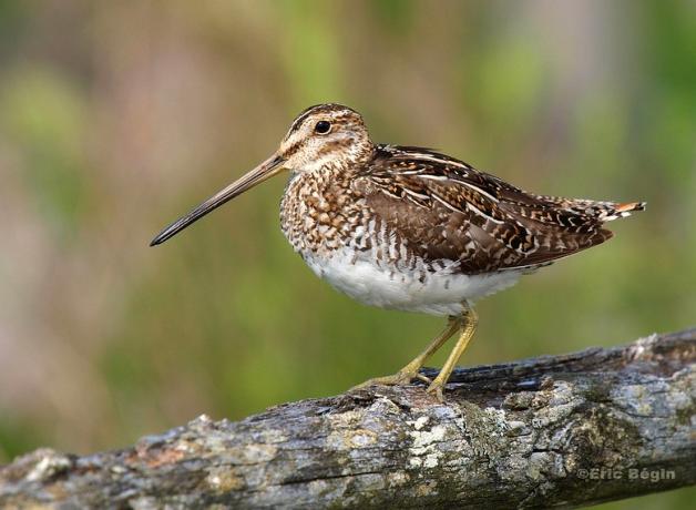 Wilson's Snipe seen in left profile, its long beak and varied brown and gold plumage offset by a white belly.