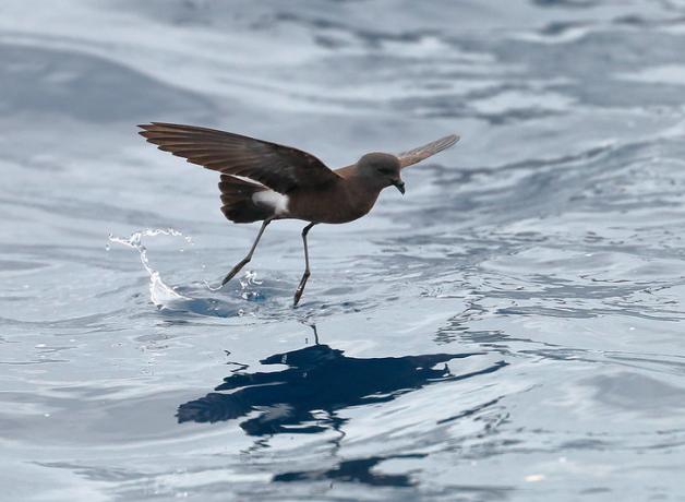 A Wilson's Storm Petrel hovering above the water surface with its feet touching the water