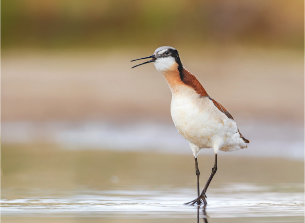 Wilson's Phalarope shouts orders