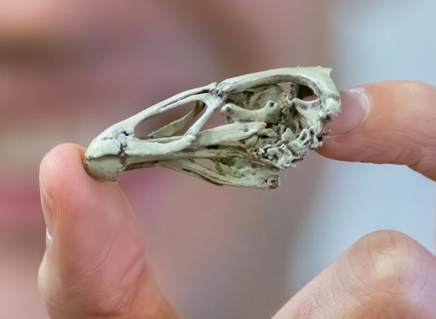 Daniel Field holding the fossilized skull of Asteriornis between his index finger and thumb 