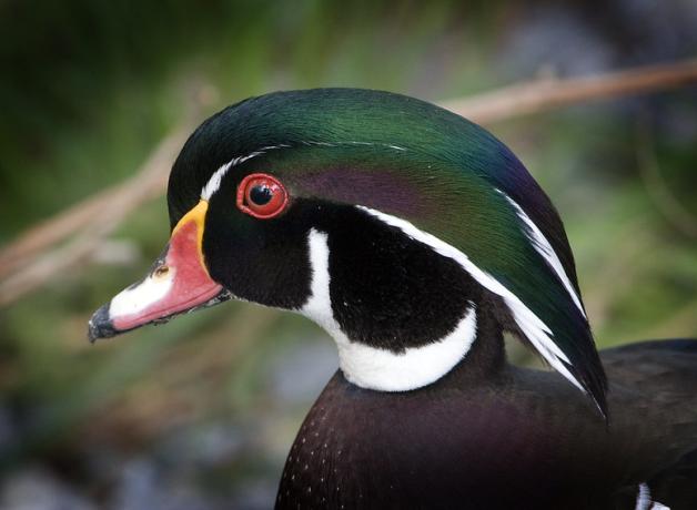 Closeup of male Wood Duck in breeding plumage, showing his bottle green long head feathers, white neck ring and bright red eye