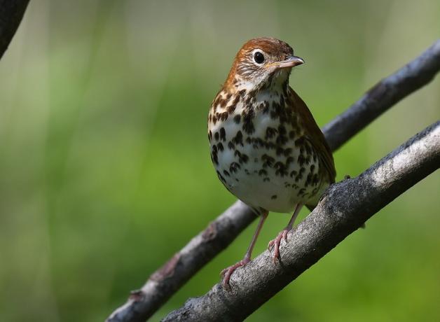 Wood Thrush faces the viewer, its head turned to its left while perched on a branch in filtered sunlight. 