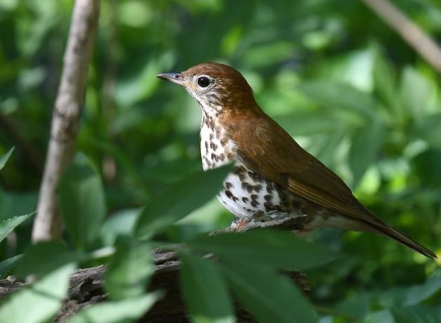 A Wood Thrush lit by filtered light as it perches amidst dense greenery