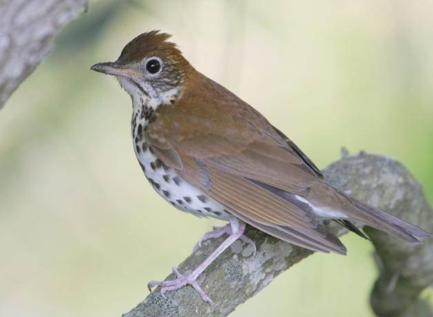 Wood Thrush