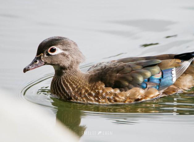 A female Wood Duck swims across smooth water, her soft brown plumage accented by blue feathers on her wings