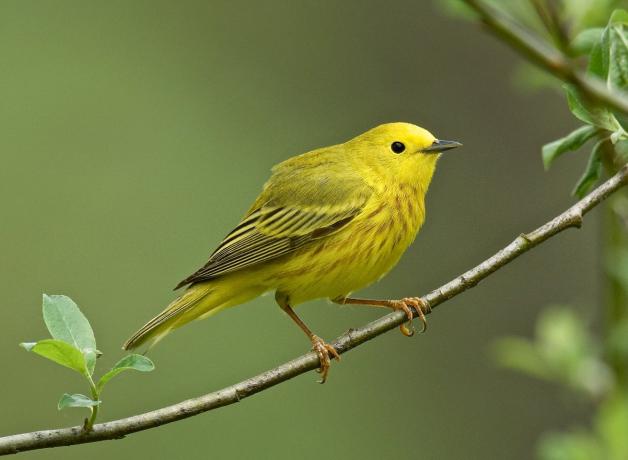 Yellow warbler