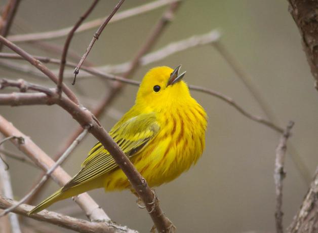 Yellow Warbler singing, and showing bright yellow body with vertical rust colored stripes