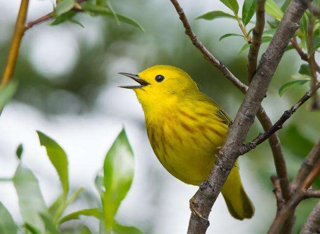 A bright yellow bird with brown streaks on its breast is singing while perched on a branch