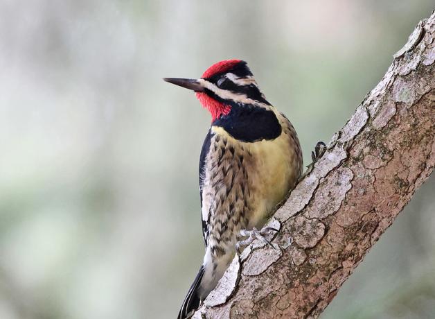 Male Yellow-bellied Sapsucker perched on diagonal branch, looking over his right shoulder