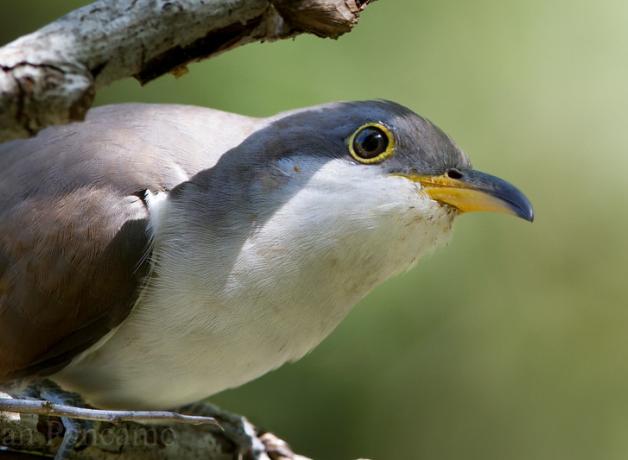 A bird with a white throat, grey head, and light brown wings peeks out at the viewer. It's beak is yellow and black.