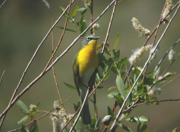 Yellow-breasted Chat perching