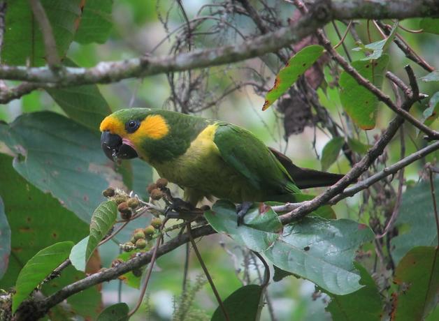 A green parrot with yellow cheeks and a black beak looks toward the viewer while perched on a branch