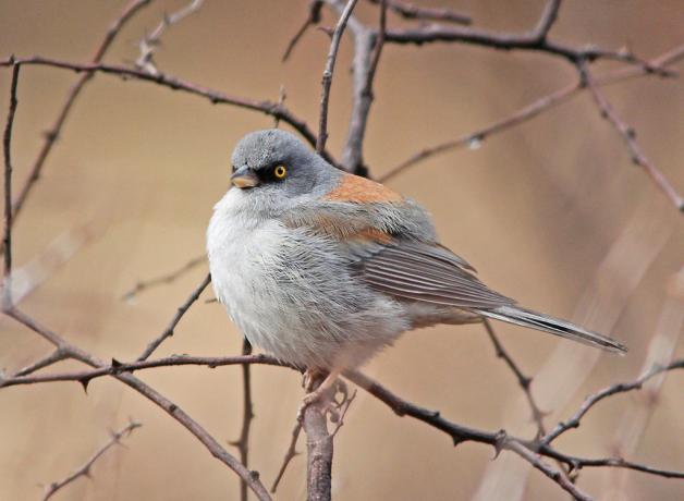 Yellow-eyed Junco