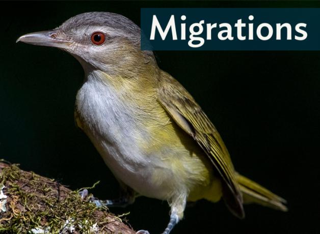 Yellow-green Vireo showing pale breast, yellow-green body and wings, and bright red shining eye