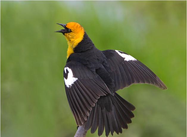 Yellow-headed Blackbird