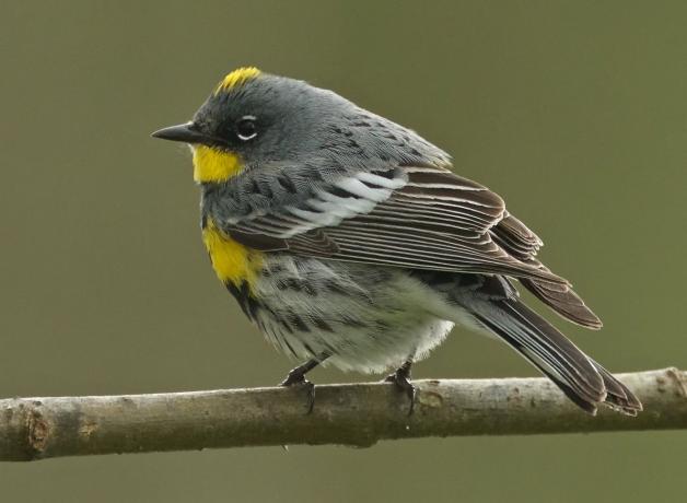 Yellow-rumped Warbler