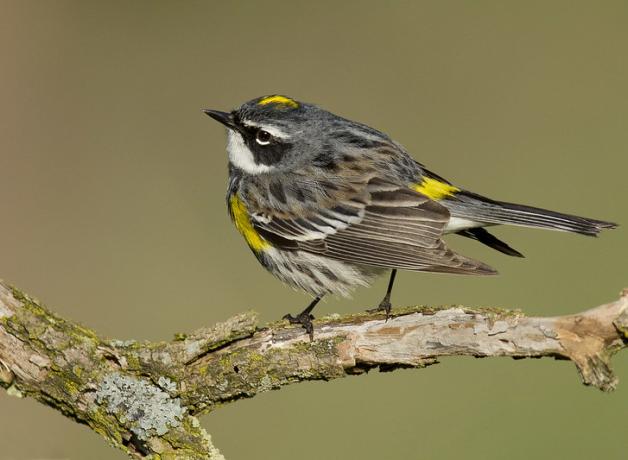 Yellow-rumped Warbler