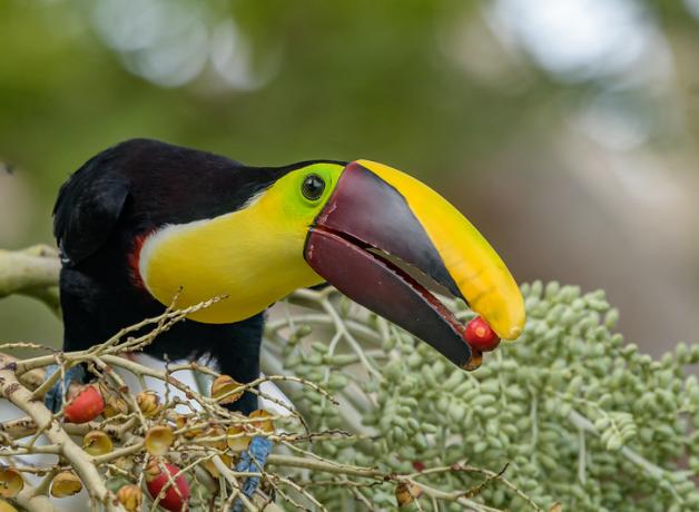 Yellow-throated Toucan with black body, yellow throat and large long bill, sitting on a berried branch