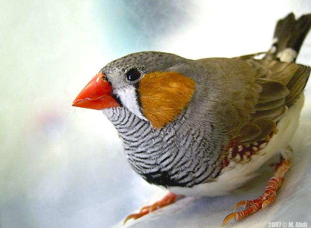 Zebra Finch facing the viewer, showing its gold-orange cheek feathers, bright red beak and softly black and white striped breast