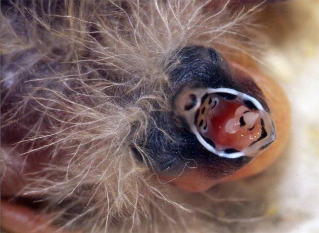 Zebra Finch baby with open beak showing black and white markings inside the mouth